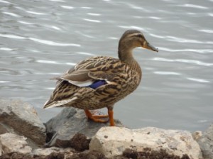 Mallard Duck